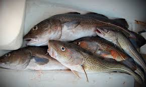 Bacalao