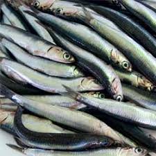 Boquerón o anchoa