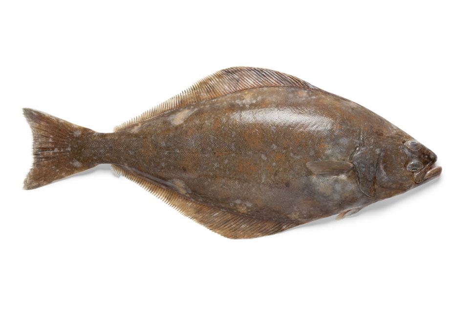 Fletán o halibut