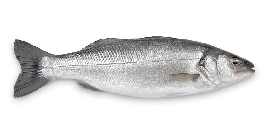 Lubina o róbalo