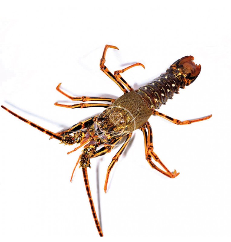 Langosta